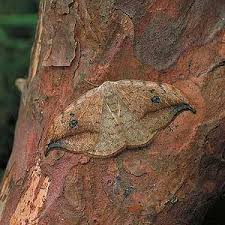 Attēlu rezultāti vaicājumam “Drepana falcataria”