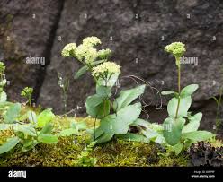 Attēlu rezultāti vaicājumam “Hylotelephium maximum flower”