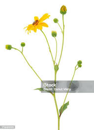 Attēlu rezultāti vaicājumam “Tragopogon heterospermus flower”