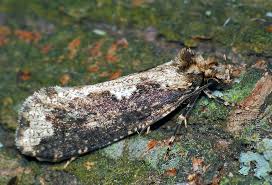 Attēlu rezultāti vaicājumam “Scardia boletella”