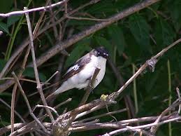 Attēlu rezultāti vaicājumam “Ficedula hypoleuca male”