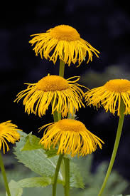 Attēlu rezultāti vaicājumam “Telekia speciosa flower”