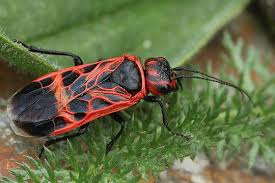 Attēlu rezultāti vaicājumam “Caenolyda reticulata”