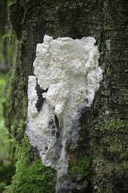 Attēlu rezultāti vaicājumam “Brefeldia maxima”