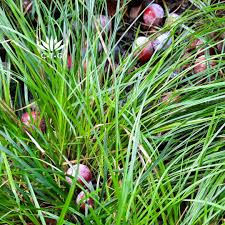 Attēlu rezultāti vaicājumam “Carex caryophyllea fruit”