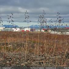 Attēlu rezultāti vaicājumam “Poa humilis”