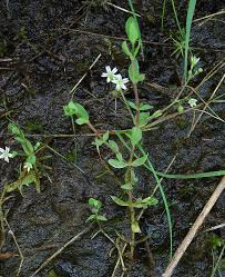 Attēlu rezultāti vaicājumam “Stellaria uliginosa”