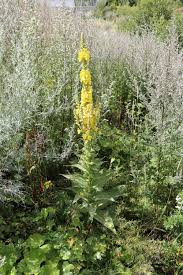 Image result for Königskerzen