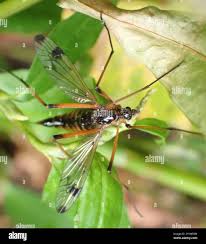 Attēlu rezultāti vaicājumam “Dictenidia bimaculata”