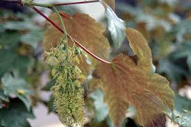 Attēlu rezultāti vaicājumam “Acer pseudoplatanus fo. purpurascens flower”