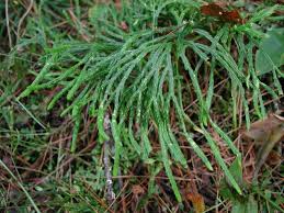 Attēlu rezultāti vaicājumam “Diphasium complanatum”