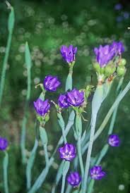 Attēlu rezultāti vaicājumam “Dienerella elongata”