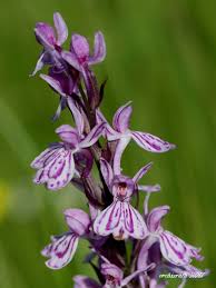 Attēlu rezultāti vaicājumam “Dactylorhiza maculata flower”