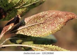 Attēlu rezultāti vaicājumam “Tranzschelia pruni-spinosae”