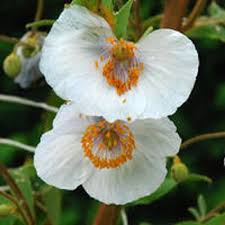 Image result for Meconopsis betonicifolia alba
