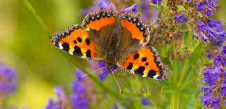 Image result for Small Tortoiseshell