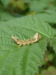 Attēlu rezultāti vaicājumam “Thyatira batis larva”
