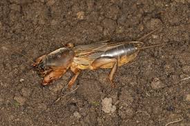 Attēlu rezultāti vaicājumam “Gryllotalpa gryllotalpa”