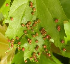 Attēlu rezultāti vaicājumam “Vasates quadripedes”