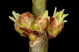 Attēlu rezultāti vaicājumam “Acer saccharinum bud”