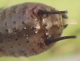 Attēlu rezultāti vaicājumam “Uroleucon hypochoeridis”