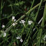 Attēlu rezultāti vaicājumam “Galium uliginosum”