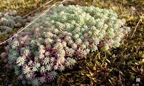 Attēlu rezultāti vaicājumam “Sedum pallidum flower”