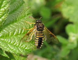 Attēlu rezultāti vaicājumam “Abietinella abietina var. hystricosa”