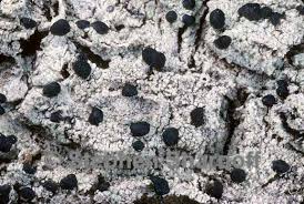 Attēlu rezultāti vaicājumam “Mycoblastus sanguinarius”