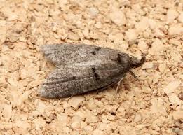 Attēlu rezultāti vaicājumam “Luquetia lobella”