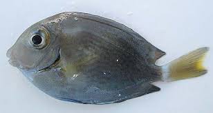 Image result for Acanthurus bahianus