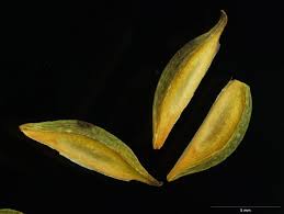 Attēlu rezultāti vaicājumam “Juncaginaceae”