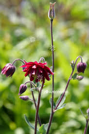 Attēlu rezultāti vaicājumam “Aquilegia vulgaris bud”