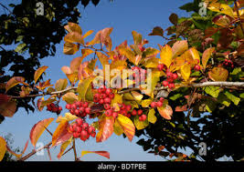 Attēlu rezultāti vaicājumam “Crataegus persimilis leaf”