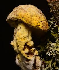 Attēlu rezultāti vaicājumam “Hypomyces chrysospermus”