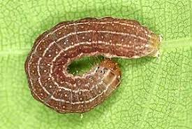 Attēlu rezultāti vaicājumam “Agrochola helvola”