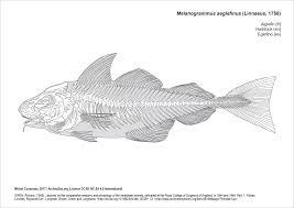 Image result for Melanogrammus aeglefinus