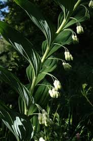 Attēlu rezultāti vaicājumam “Polygonatum multiflorum  flower”