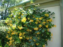 Attēlu rezultāti vaicājumam “Lonicera”