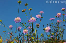 Attēlu rezultāti vaicājumam “Knautia arvensis”
