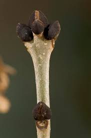 Attēlu rezultāti vaicājumam “Fraxinus excelsior Pendula bud”