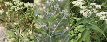Attēlu rezultāti vaicājumam “Festuca altissima flower”