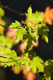 Attēlu rezultāti vaicājumam “Acer saccharinum”