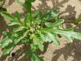 Attēlu rezultāti vaicājumam “Cakile maritima subsp. baltica leaf”