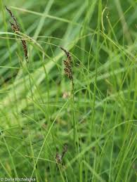 Attēlu rezultāti vaicājumam “Carex nigra”