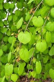 Attēlu rezultāti vaicājumam “Cercidiphyllum japonicum leaf”