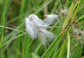 Attēlu rezultāti vaicājumam “Eriophorum latifolium”