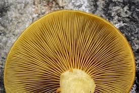 Attēlu rezultāti vaicājumam “Tricholomopsis decora”