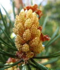 Attēlu rezultāti vaicājumam “Pinus sylvestris male flower”