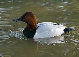 Image result for Aythya valisineria